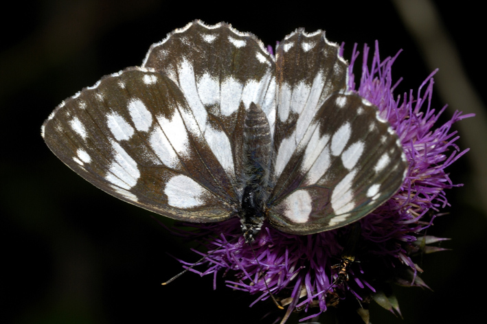 Melanargia galathea